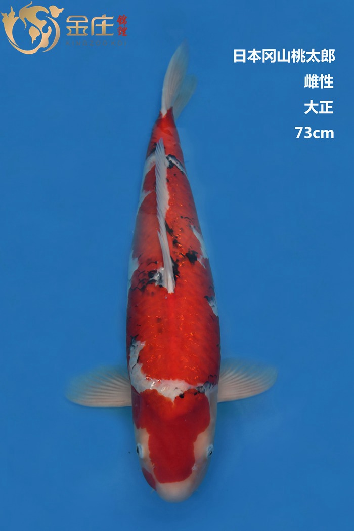 桃太郎红白锦鲤雌性73CM