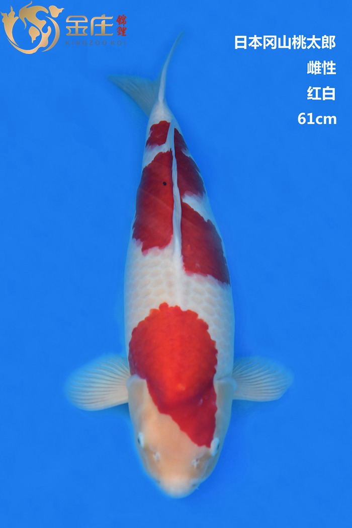 桃太郎61CM雌性红白锦鲤