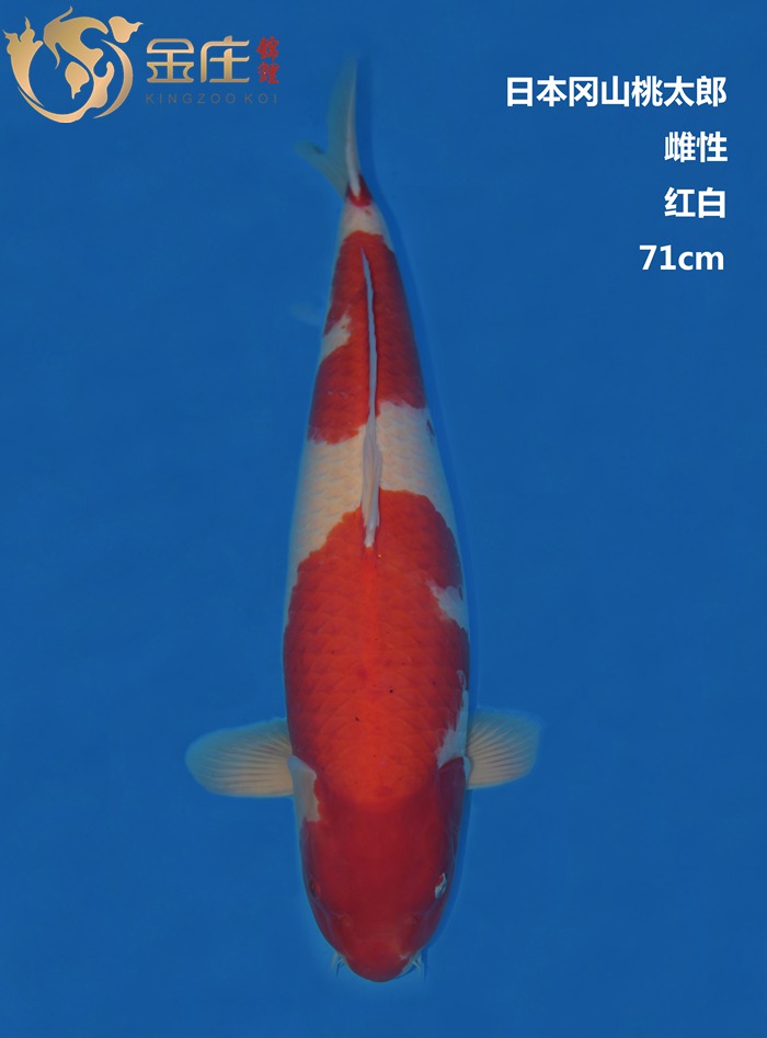 桃太郎71CM雌性红白锦鲤