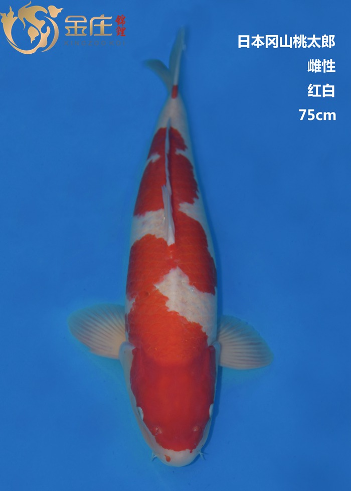 桃太郎75CM雌性红白锦鲤