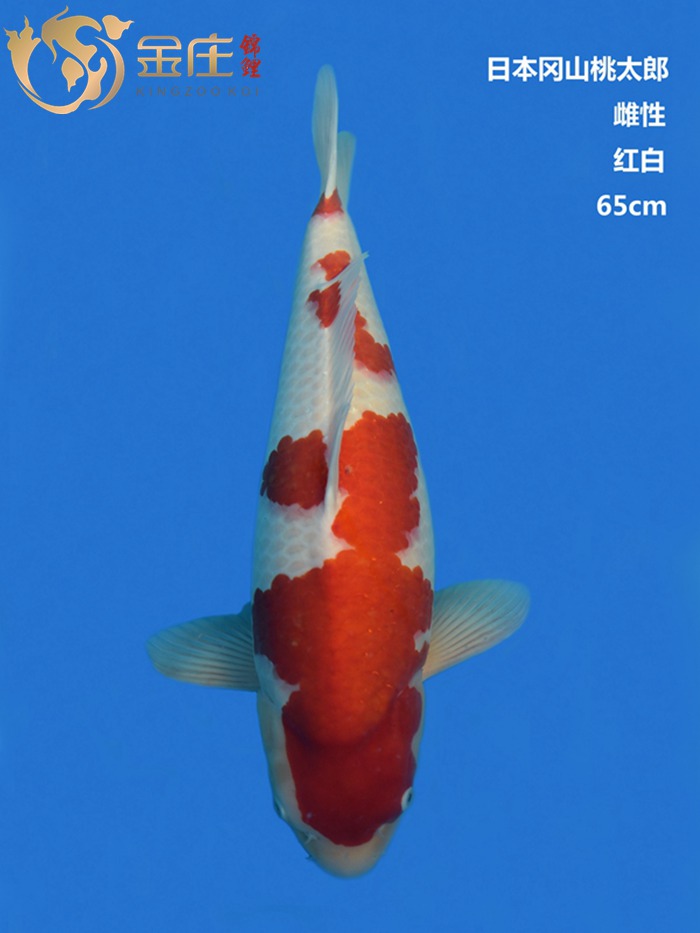 桃太郎65CM雌性红白锦鲤