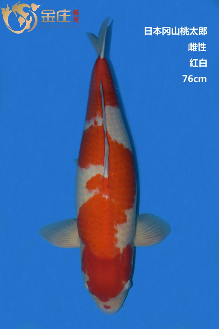 桃太郎76CM雌性红白锦鲤