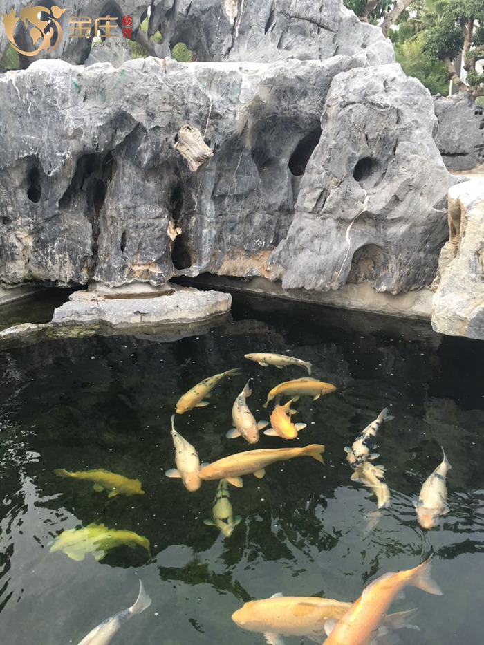 金庄锦鲤景观池