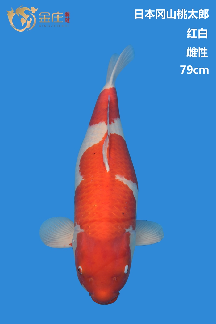 桃太郎79cm雌性红白锦鲤