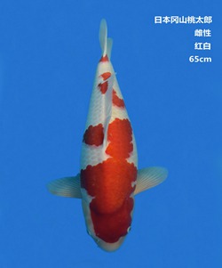 桃太郎65CM红白锦鲤