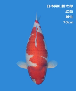 桃太郎70cm红白锦鲤