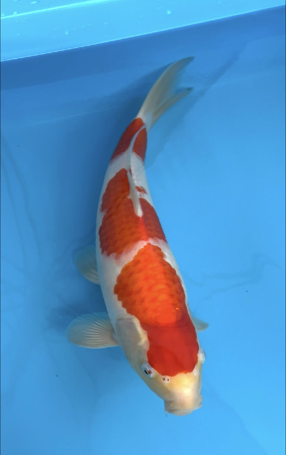 红白锦鲤鱼 (1).jpg 红白锦鲤鱼 (1).jpg