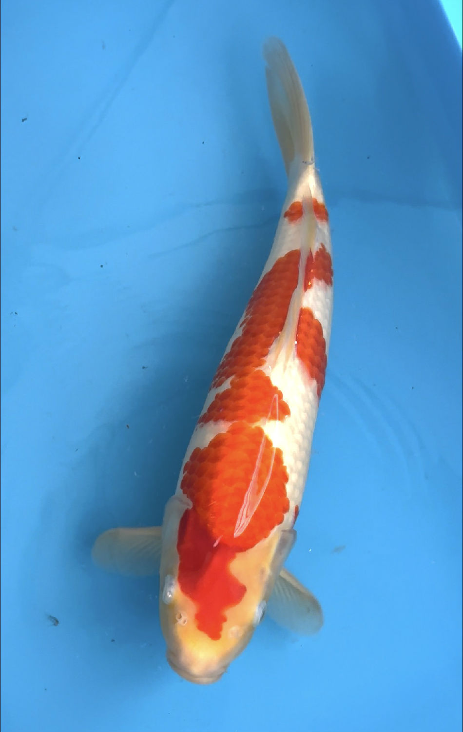 阪井红白锦鲤 (1).jpg