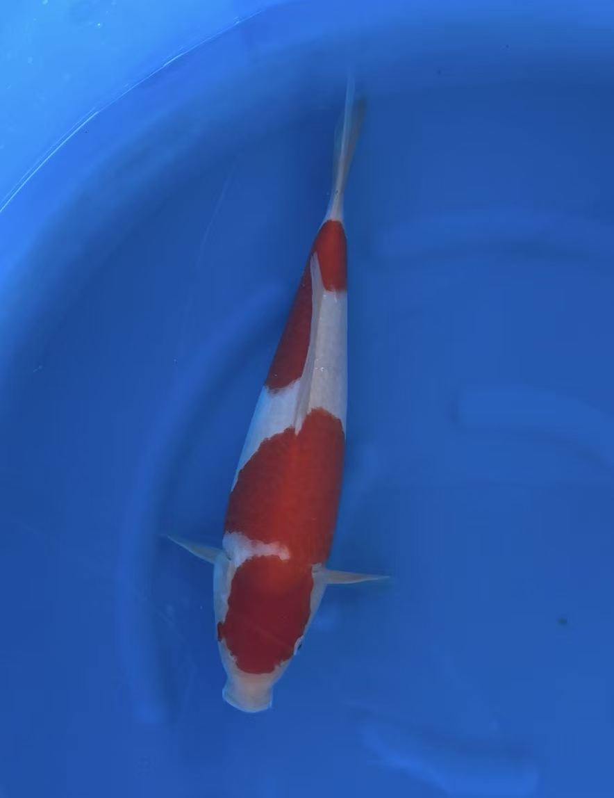 日本桃太郎红白锦鲤鱼 (1).jpg 日本桃太郎红白锦鲤鱼 (1).jpg