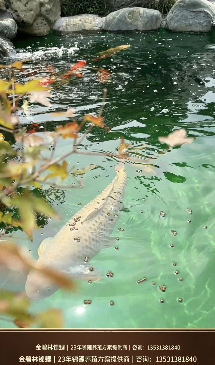 锦鲤鱼入 锦鲤鱼入