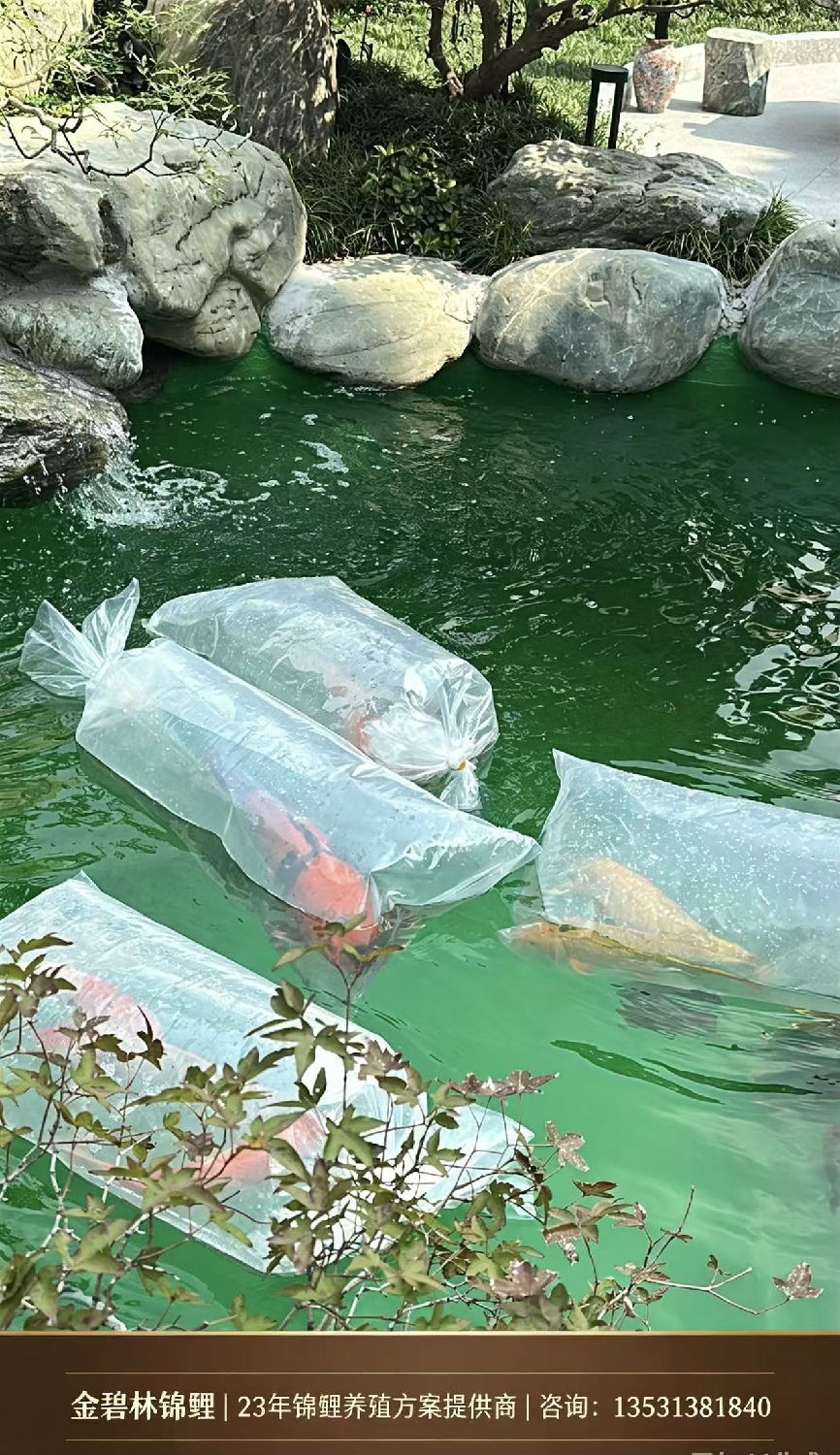 锦鲤鱼入池浸泡袋子 锦鲤鱼入池浸泡袋子