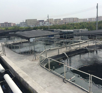 中山锦鲤养殖基地