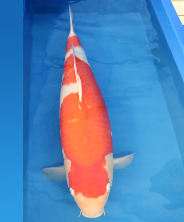 精品红白(客户挑选) 精品红白(客户挑选)