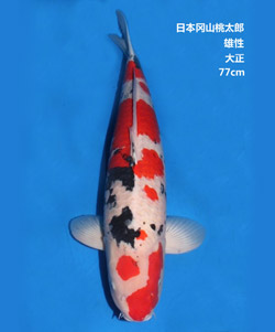 77cm雄性大正三色锦鲤