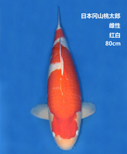 桃太郎80cm红白锦鲤