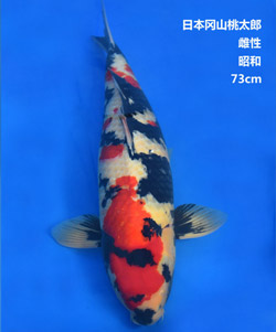 桃太郎73cm昭和锦鲤