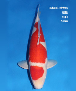 桃太郎73cm红白锦鲤