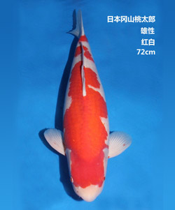 桃太郎72cm红白锦鲤