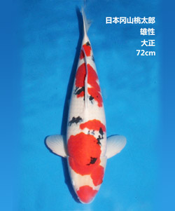 72cm雄性大正三色锦鲤