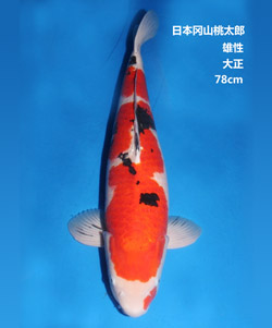 78cm雄性大正三色锦鲤