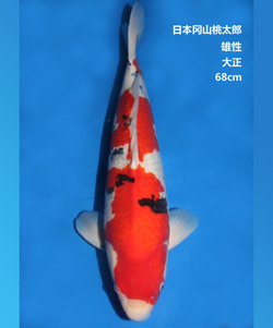 拍卖-68cm雄性大正三色锦鲤